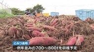 上品な甘みとしっとり感 特産「とみつ金時」の収穫始まる【あわら市・坂井北部丘陵】