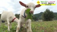 「ヤギで草刈り」が大人気　黙々と草食べて除草　1日100円でレンタル…環境に優しく地域の癒やしにも【佐賀発】