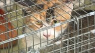 野良猫から地域猫へ　野良猫の繁殖を防ぎ命を守る宮崎市の取り組み 「人間と猫が共存できる社会に」【宮崎発】