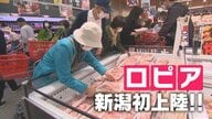 新潟初進出の『ロピア』オープン初日に約800人の行列！有給とり朝5時から並ぶ人も…“食のテーマパーク”に買い物客もワクワク「通いたくなる」