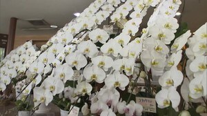 新型コロナウイルスの影響受け卒業式・歓送迎会中止で贈答用の生花に打撃【岡山・岡山市】