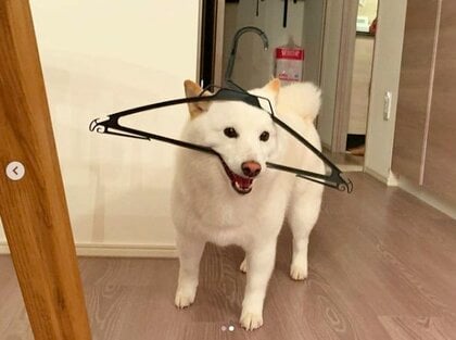 「変なヤツいて息出来なくなった」ハンガーが顔にすっぽりハマった柴犬の姿に笑いが止まらない…状況を飼い主に聞いた