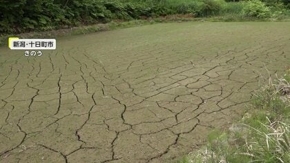 【なぜ】田んぼの底に亀裂「水が減るスピードが異様に速い…」　梅雨入りも遅れ“水不足”が「コシヒカリ」にも影響