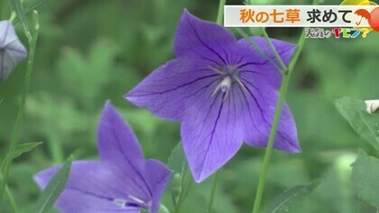 実は絶滅危惧種も…秋の七草　暑い日々の中でも日照時間は徐々に短く　野原は秋の装いに　【福井】