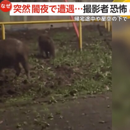 【なぜ】暗闇で遭遇相次ぐ…兵庫の公園にイノシシ親子4頭出現　新潟の民家近くには黒光りしたクマが…「すごく怖い」