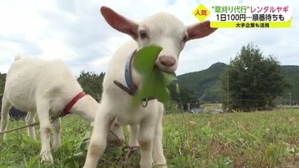「ヤギで草刈り」が大人気　黙々と草食べて除草　1日100円でレンタル…環境に優しく地域の癒やしにも【佐賀発】