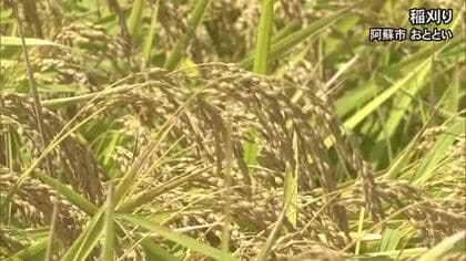 稲穂は黄金色に　阿蘇地方で稲刈り【熊本】