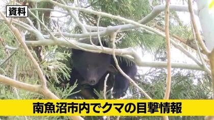 田んぼで農作業中の70代男性に体長約1mのクマが体当たり…顔に擦り傷を負い病院に搬送も命に別条なし　新潟・南魚沼