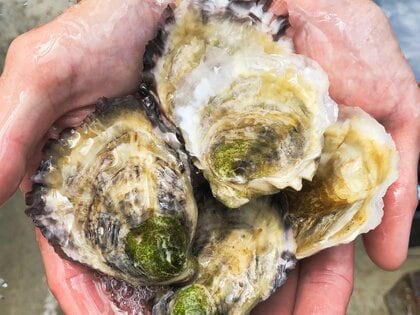 “食あたりしない”カキを完全陸上養殖で実現…身入りの良さも特徴？味や食感を聞いた