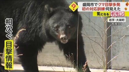 【盛岡市“クマの目撃多発”】盛岡駅から1.5キロの市街地にも現れる　動物園にも侵入　岩手県が初の対応訓練実施