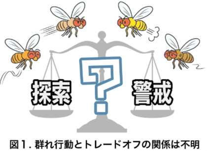 ハエの集団では個性の多様性がトレードオフを改善する　～個体間の活動性の違いが探索と警戒の両立性を高める～