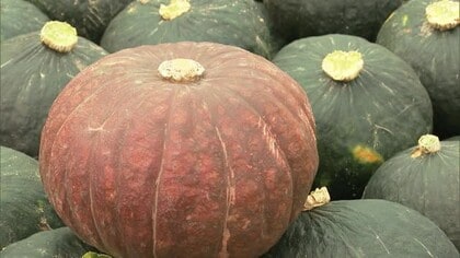 “高級カボチャ”1個4000円前後！？1カ月の追熟でより甘く「信じられないくらい甘い！」新潟・西区