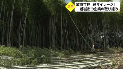 牛がよく食べストレス軽減、サツマイモの病気予防にも…竹から作る「笹サイレージ」で放置竹林の解消へ【宮崎発】