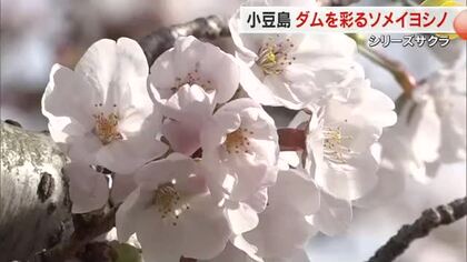 【シリーズサクラ】２）小豆島・粟地ダムを彩る２５０本超えのソメイヨシノ　ヤマザクラとの競演も【香川】