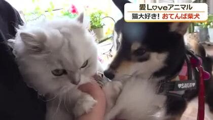 “ネコ好き”な柴犬さくらちゃんは美容室の看板犬　頭をペロペロされたお友達ニャンコは…ちょっぴり困惑顔　福井