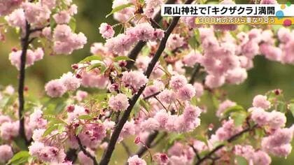 移り変わる花の色　遅咲きのキクザクラ満開