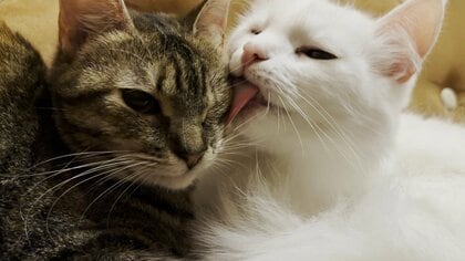 仲良しのサインと思ったらそうでもない！？時にヒゲを噛み切ることも。猫が仲間を毛づくろいする複雑な心理