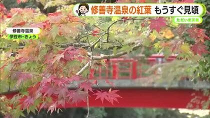 紅葉狩り日和続く　修善寺温泉はまもなく見頃　水～木はいよいよ冬の寒さに　【静岡・ただいま天気　11/17】