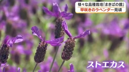 初夏の風に揺れる“ウサギの耳”のようなラベンダー　美咲町の施設で早咲き品種・ストエカスが見頃【岡山】