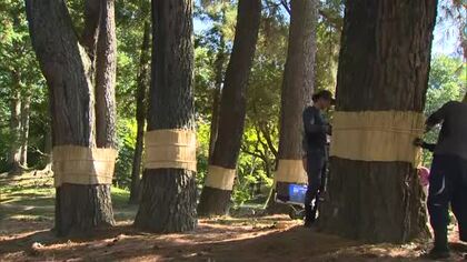 津山市の大名庭園「衆楽園」で冬支度　昔ながらの害虫駆除「松のこも巻き」春にこもごと焼いて駆除【岡山】