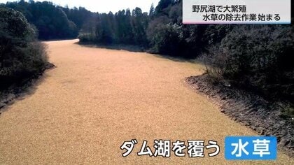 爆発的繁殖でダム湖を覆いつくす水草　県が2億円以上かけ撤去作業を始めるも…回収してもすぐに処分できない「厄介な事情」とは？