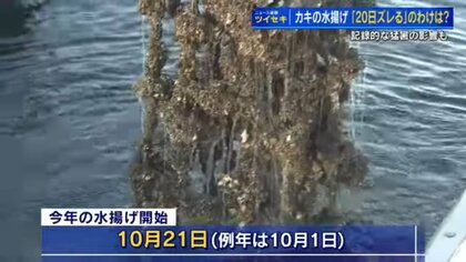 水揚げしたばかりの生牡蠣 10キロ 送料無料 早い者勝ち 期間限定10％OFF中！    生食用８ｋｇ（56~130粒） 殻付き 牡蠣 牡蛎 殻付き牡蛎 kaki カキ 松島牡蠣屋 BBQに最適    海産物 オイスター oyster 生牡蠣冬ギフト