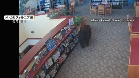 ゴミあさろうと？コンテナが坂道滑り落ちクマぼう然　図書館に現れたクマ　欲しかったのは本ではなくスナック菓子　トルコなど
