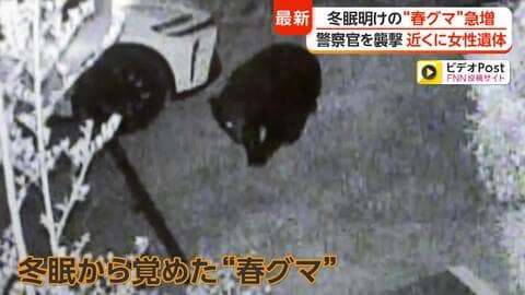 “春グマ”がゴールデンウィーク前に各地の住宅地に出没　専門家「今年は冬眠明け自体早い」「餌資源が不十分で人里に」