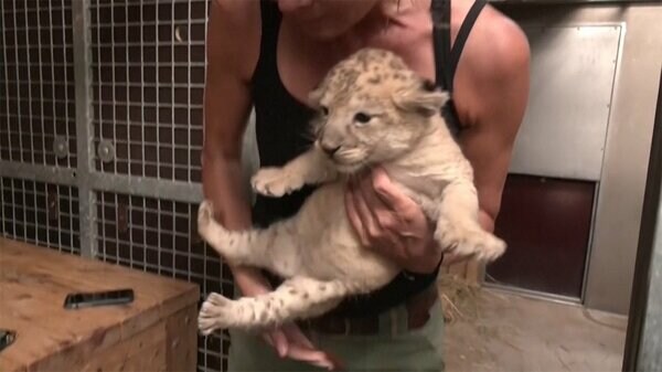 バーバリライオンの赤ちゃん 手厚いケアでスクスク もうすぐ屋外デビュー