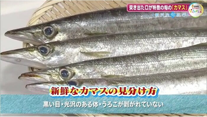 新鮮なカマスの見分け方