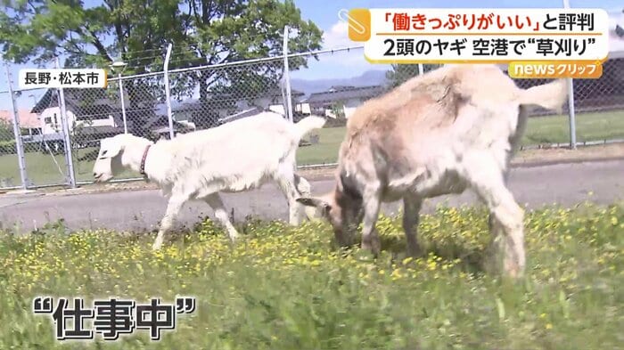 仕事に勤しむひーちゃんとまーちゃん