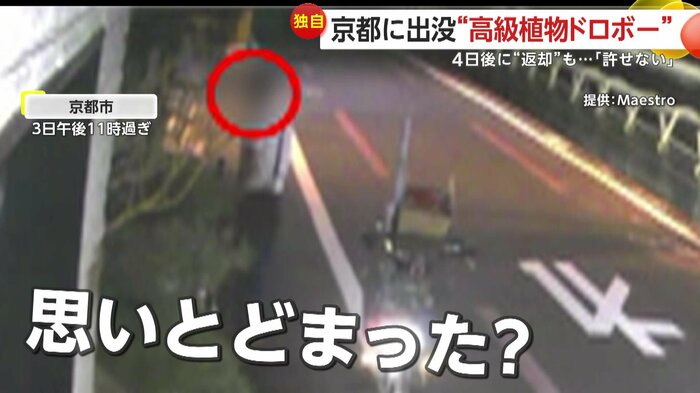 植物の前で怪しい動きをみせる男(提供:Maestro)
