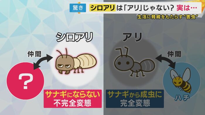 シロアリは「ゴキブリの仲間」に分類