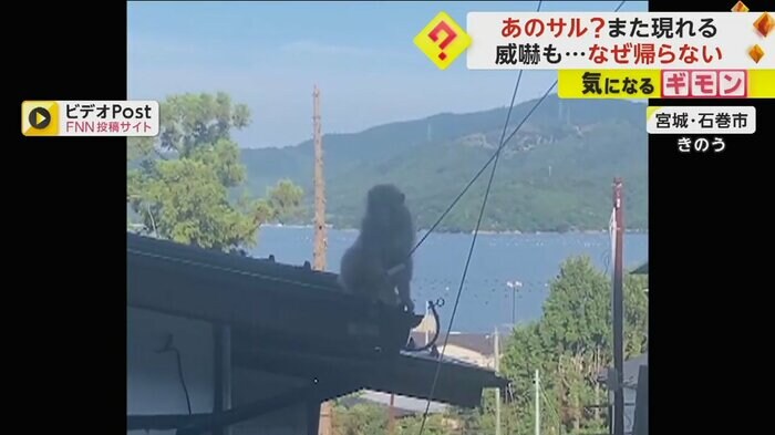 サルが屋根に座っている
