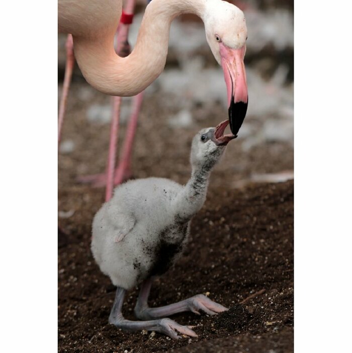 ヒナのくちばしは短く真っすぐ(提供:富士花鳥園)