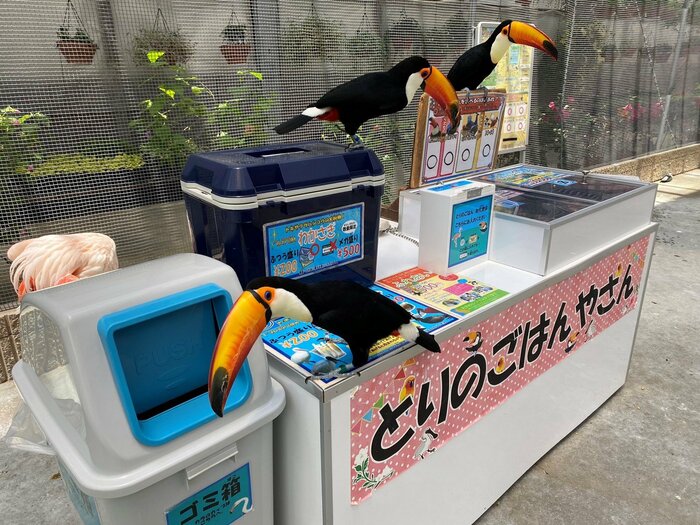 お金を入れる場所をじっと見つめている(真ん中のオニオオハシ)
