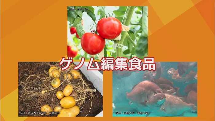 肉厚マダイに毒なしジャガイモ…ゲノム編集食品が食卓へ 「表示義務なし」で不安の声も…