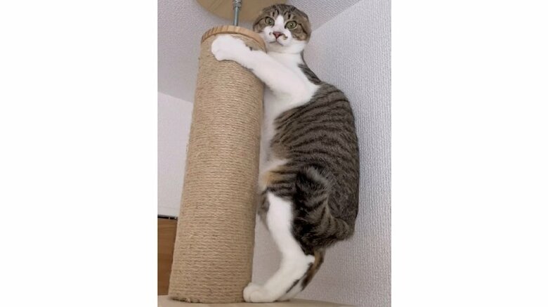 猫の最終形態？病院に行くことを察した子猫が全身で拒否する“三変化”が話題…その後を飼い主に聞いた｜FNNプライムオンライン