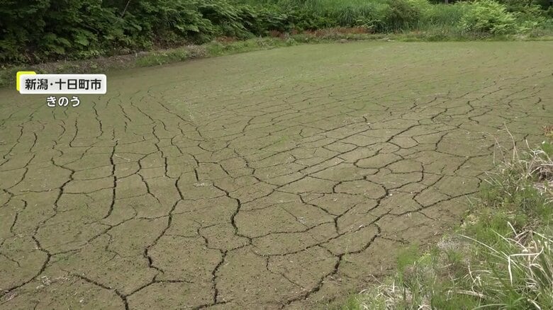 【なぜ】田んぼの底に亀裂「水が減るスピードが異様に速い…」　梅雨入りも遅れ“水不足”が「コシヒカリ」にも影響｜FNNプライムオンライン