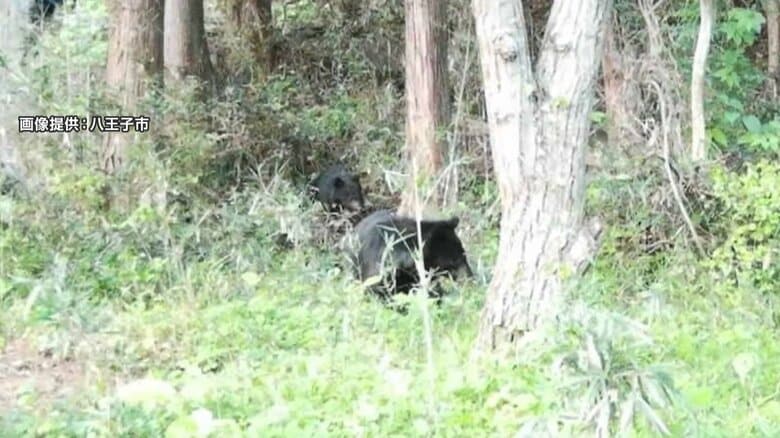 “親子”ツキノワグマ2頭が出没 東京・八王子市内のカメラに映る 4月も1頭出没 市が箱わな設置|FNNプライムオンライン