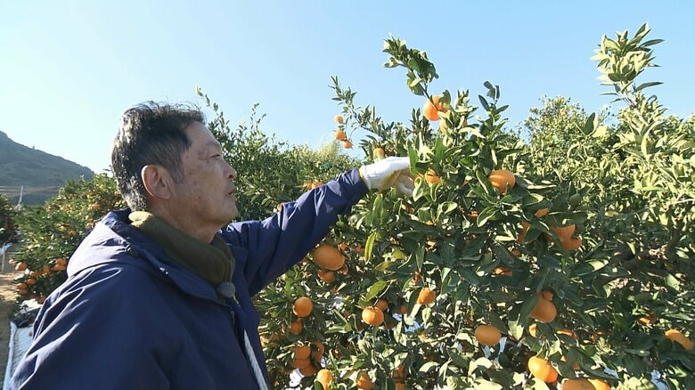 みかん栽培に救世主　注目の”日焼け止め”ホワイトコート　猛暑列島・日本　人間だけでなく動物や農作物にも影響　静岡市では国内観測史上2位タイの気温を記録した2025年｜FNNプライムオンライン