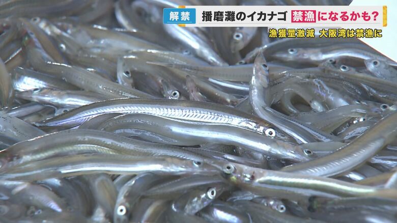 瀬戸内海・播磨灘でもイカナゴ「禁漁」水揚げ少なく“解禁初日”に漁業関係者が禁漁を決断　地元商店街の鮮魚店では落胆の声｜FNNプライムオンライン