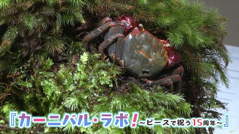 企画展「カーニバル・ラボ！ピースで祝う１５周年」開催中　１４種、約２００点のカニが展示　宮島水族館｜FNNプライムオンライン