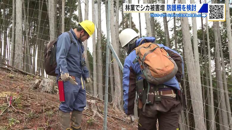シカの防護柵を考える現地検討会　鋼鉄製ネットを試験的に設置　シカの林業への被害が拡大中　広島｜FNNプライムオンライン