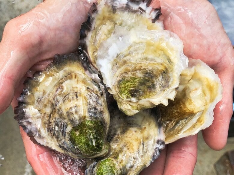 “食あたりしない”カキを完全陸上養殖で実現…身入りの良さも特徴？味や食感を聞いた｜FNNプライムオンライン