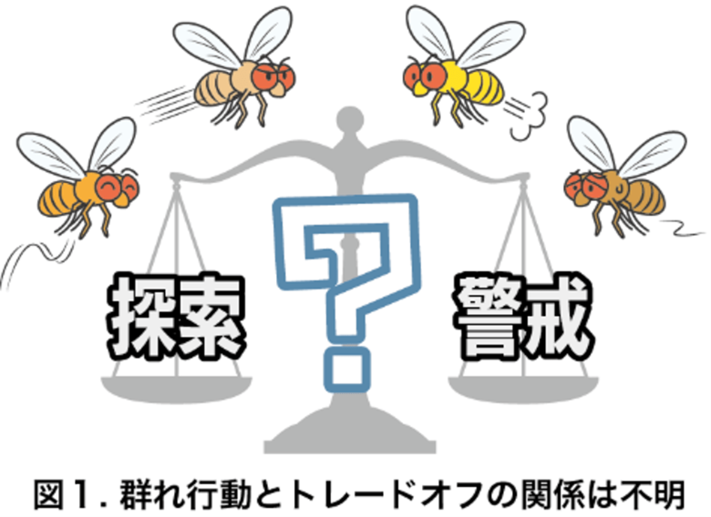 ハエの集団では個性の多様性がトレードオフを改善する　～個体間の活動性の違いが探索と警戒の両立性を高める～