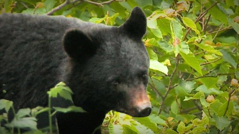 新潟県内“ブナの実”豊作！人里への“クマ出没”は「去年と比べ限定的に」　県が調査結果公表｜FNNプライムオンライン