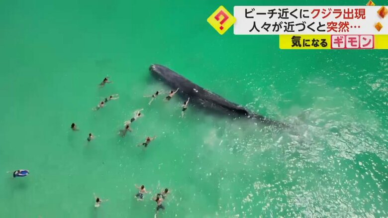 海水浴客らに触られ突然の“潮ふき”　浅瀬に“迷いクジラ”泳ぎ去ったはずが…　豪・パース｜FNNプライムオンライン