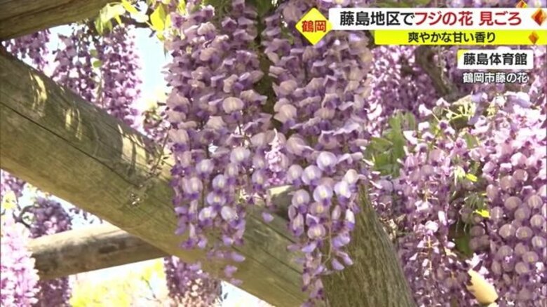 爽やかな甘い香りが訪れた人を癒やす…藤島地区でフジの花が見ごろ　5月20日ごろまで楽しめる【山形発】｜FNNプライムオンライン