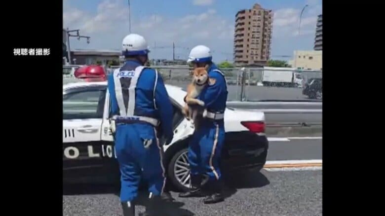 【珍光景】「脱走癖あります」柴犬が第三京浜に立ち入り一時通行規制…パトカー乗せられ飼い主の元へ　飼い主「大人しいので反省しているのでは」｜FNNプライムオンライン